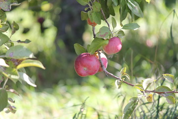 Apples on the branches of an apple tree ready for picking