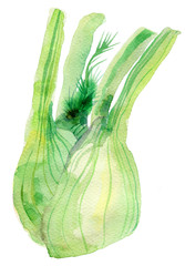 Watercolor fennel illustration.