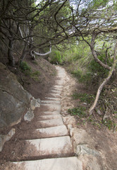 Stone stair path going down surrounded by trees
