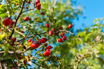 Hagebutten einer Wildrose