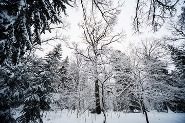 смешанный зиний лес в снегу за городом