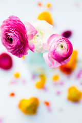 Heads and Petals of colorful persian buttercup flowers (ranuncul