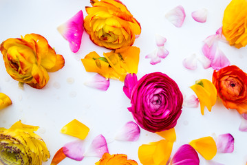 Heads and Petals of colorful persian buttercup flowers (ranuncul