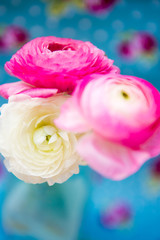Bouquet of colorful persian buttercup flowers (ranunculus)