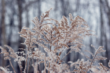 frozen  plant in front of forest. winter seasonal background