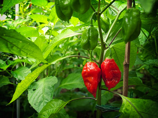 Bhut Jolokia Chilies