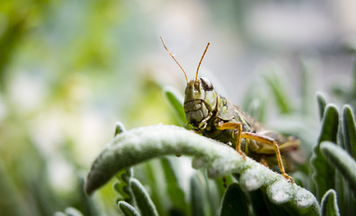 Grasshopper Up Close