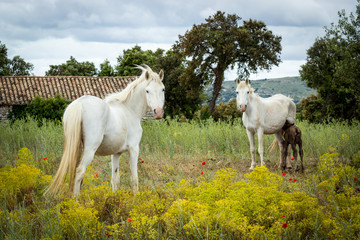 Obraz na płótnie Canvas Deux chevaux blancs et un poulain au milieu de fleurs jaunes