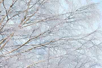Wallpapers frosted birch branches on a sunny winter day