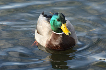 Mallard Duck Drake swimming in lake