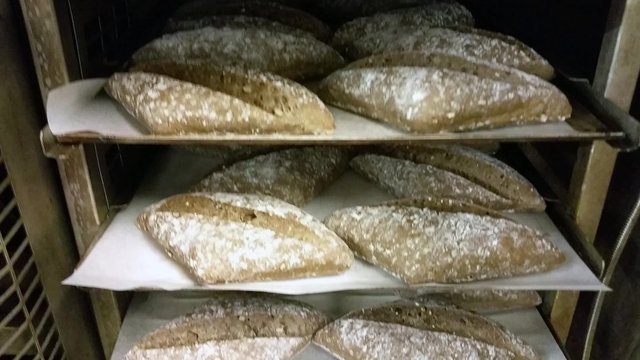 Oven full of rye meal buns, at a restaurant bakery