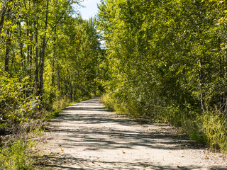 Pathway Through Green Forests