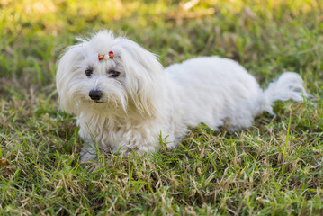 Bich&oacute;n Malt&eacute;s.