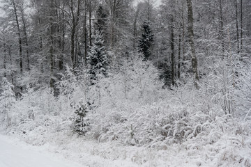 Snowy trees next to the road in the forest