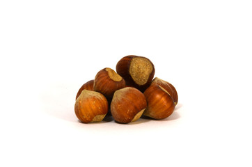 Ripe tree nuts favorite treat wood fiber.