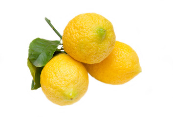 Fresh lemons with leaves on white background