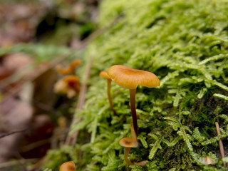 Freshly Sprouting Mushrooms in the Wet Season