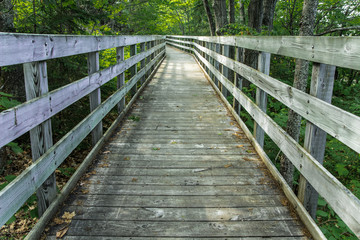 Fototapeta na wymiar Around The Bend. Wooden boardwalk winds through a peaceful northern forest.