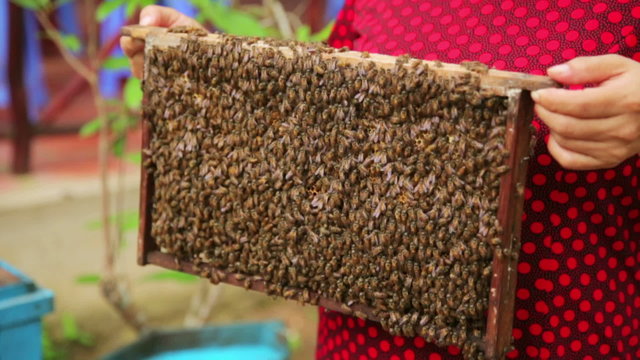 Holding honey beehive bare hand