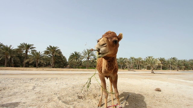 Camel in desert