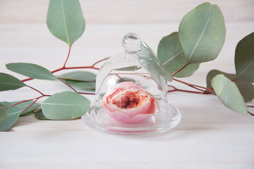 Pink tender rose flower under glass cover surrounded by eucalypt