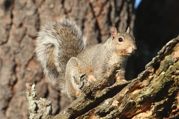 Gray Squirrel (sciurus carolinensis)