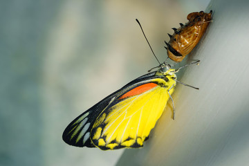 Closeup butterfly, and butterfly chrysalis.,select focut