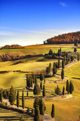 Cypress tree scenic road in Monticchiello near Siena, Tuscany, I