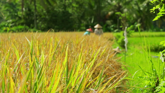 agriculture workers on rice field in bali
