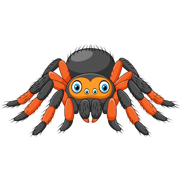 Cartoon spider tarantula with red knees. Danger animal