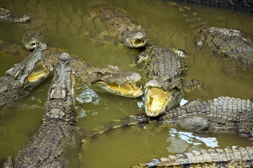 Tourist people feeding animal, Crocodile farm, vietnam