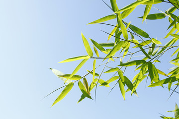Bamboo leaves