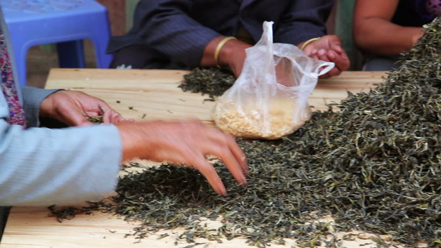 woman workers separating tea leaves from branches