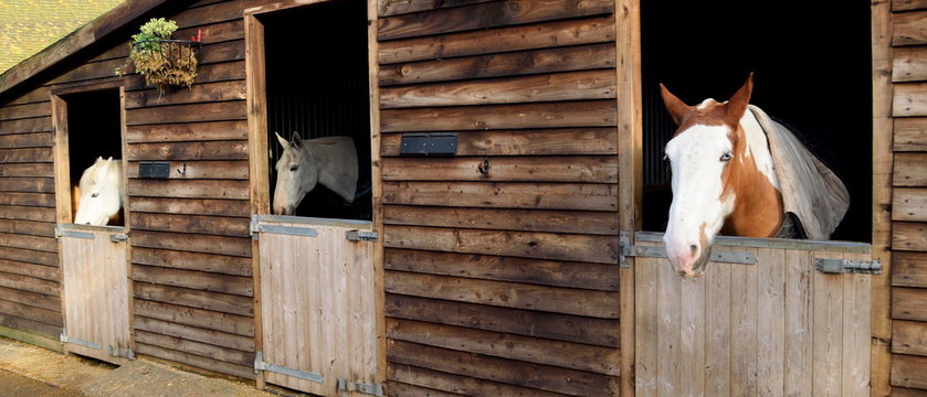 Beautiful purebred horses in the barn door