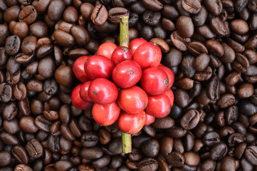 red ripe coffee on coffee beans backgournd.