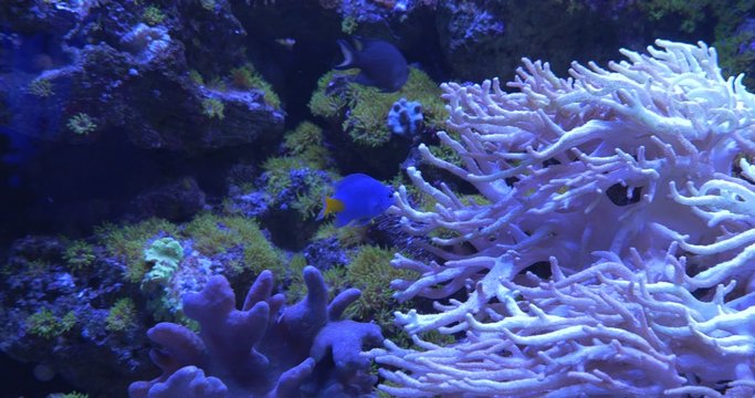Fishes, Chrysiptera Parasema,among Corals Mushroom Coral, Sarcophyton