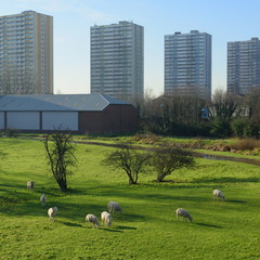 Flock of sheep graze in Lee Valley Park, London with skyscrapers in background
