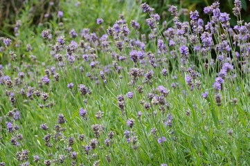 Purple English lavender in bloom