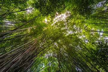 Fototapeta premium Bamboo forest