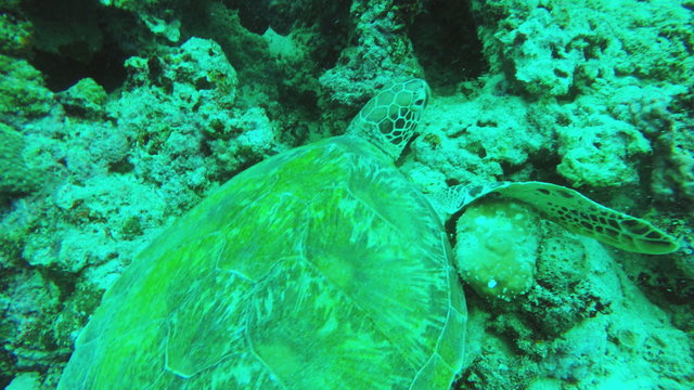 Sea turtle resting on corals.Diving and snorkeling in the tropical sea.Travel concept,Adventure concept.4K video,ultra HD.