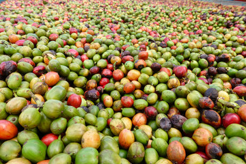 fresh coffee beans before roast.