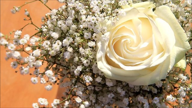 rose cremefarben mit schleierkraut
