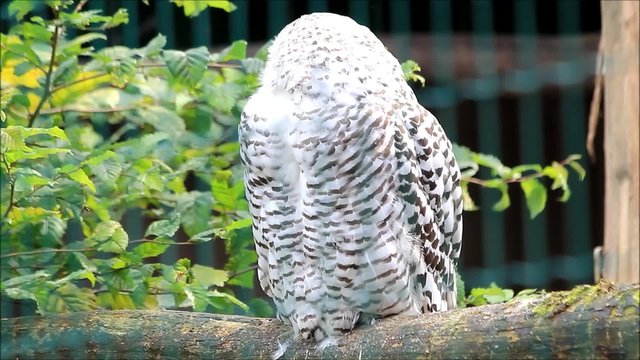 Schneeeule im Tierpark, bubo scandiacus
