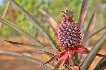 Fototapeta premium pineapple fruit plantation field, farm land, laos