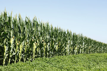 The fields of corn