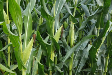 Fototapeta premium The fields of corn