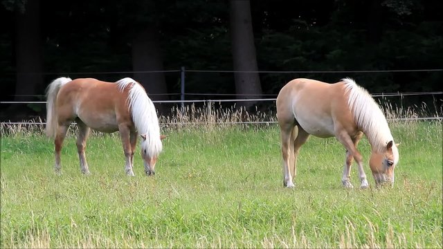 Haflinger Pferde grasen auf der Weide
