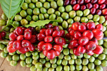 fresh coffee beans before roast.