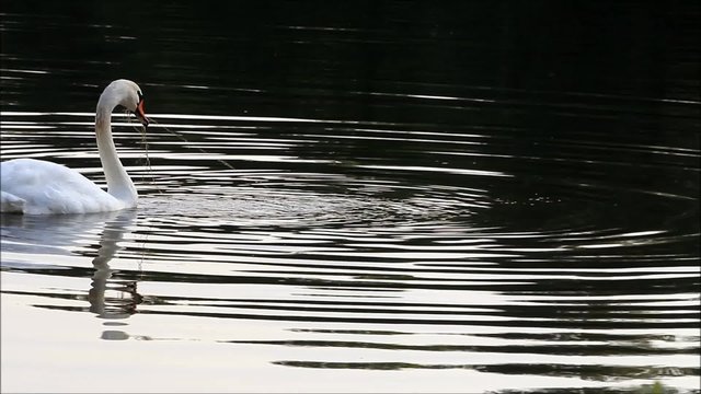 Schwan sucht Futter im See
