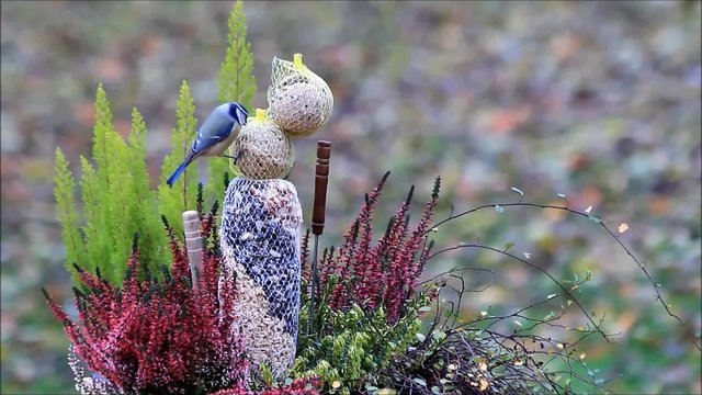 Blaumeise pickt Vogelfutter, Blumenk&uuml;bel, Heide
